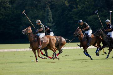 Polo © Annette Kurka