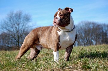 Bulldogge