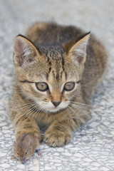young cat playing with a little mouse