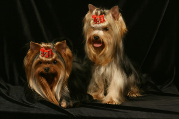 Two yorkshire terrier