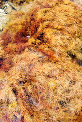 waterplants on a sea bottom