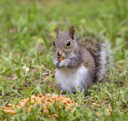 Naklejka na ściany i meble squirrel that's grabbed a kernel of corn on grass
