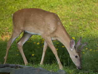 spike whitetail with velvet eating flowers