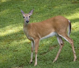 morning whitetail deer in a grassy field