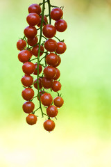 Close-up of cherry tomatoes on branch
