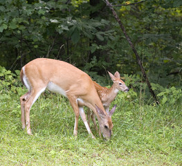 doe and a fawn enjoying a meal together