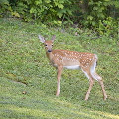 Naklejka na ściany i meble whitetail fawn at the edge of a forest