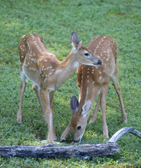 whitetail fawns eating and sticking together