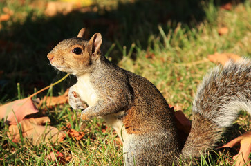 Squirrel on the autumn background