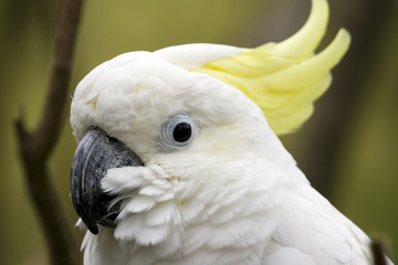 sulfur crested cockatoo