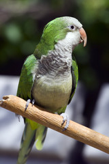 green parrot