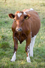 Naklejka na ściany i meble front view of pedigreed cow on green grass