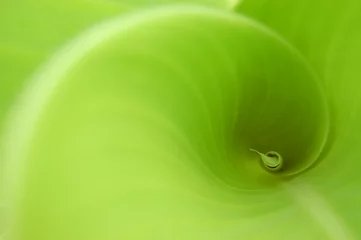 Foto op Plexiglas Spiral leaf © 华军 郑