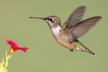 Juvenile Ruby-throated Hummingbird