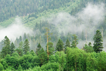 patriarch of the forest