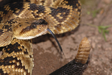 This attractive example of a black-tailed rattlesnake
