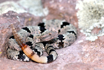 This banded rock rattlesnake