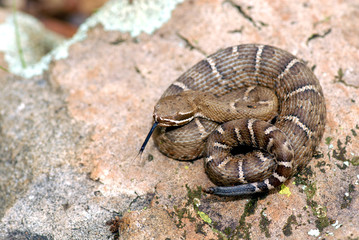 A young Arizona ridgenose rattlesnake from the Canelo hills