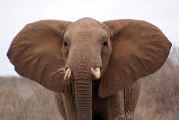 elephant II