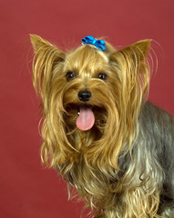 There is Yorkshire Terrier in red background