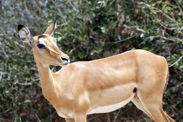 piccola antilope