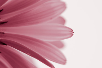 Fototapeta premium gros plan de pétales de fleurs roses