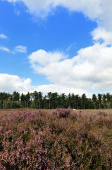 Fototapeta na wymiar Heather krajobraz z fioletowe kwiaty