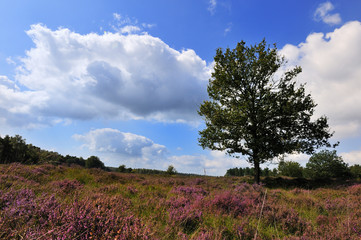 heather landscape with tree