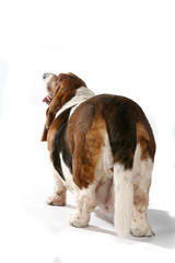 back end view of big basset hound dog