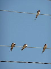 Quatre hirondelles