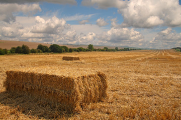 Freshly cut Bales of Straw in an English Rural Landscape