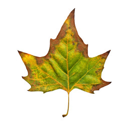 Naklejka premium Leaf of Fall