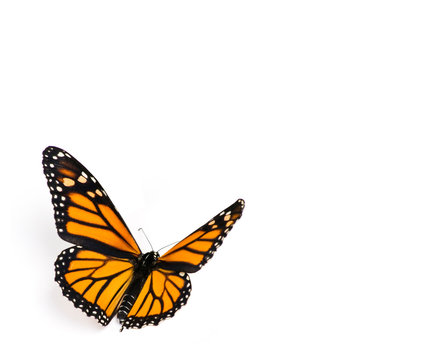 Monarch Butterfly on White Background