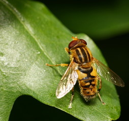 wasp on leaf