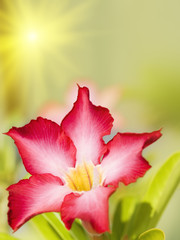 Fototapeta premium Floral background. Tropical flower Pink Adenium. Desert rose.