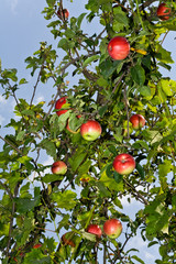 red apples hanging on a tree against a clear blue sky
