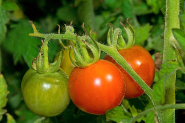 Fresh tomatoes on the branch