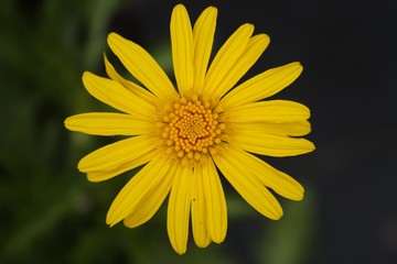 Obraz premium fleur jaune