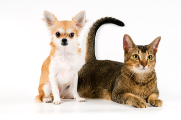 The puppy chihuahua with a cat