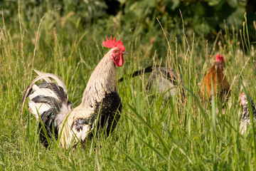 Hen in the grass