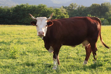 Brown and white cow in the field