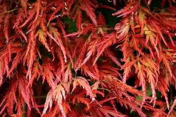 red leaf shrub