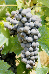 Grappolo di uva nera