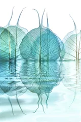 Deurstickers reflets de feuilles © Emmanuelle Guillou