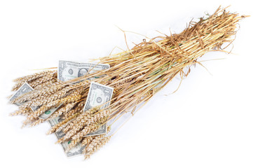 Rich crop: Ears of wheat with dollar banknotes on white