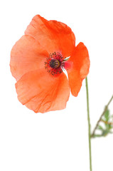 Red poppy flower isolated on white background.