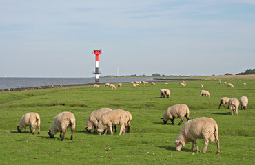Obraz premium Landschaft an der Nordseeküste, Deichgebiet