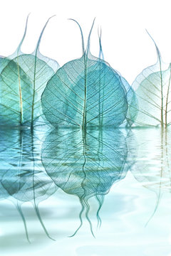 reflets de feuilles