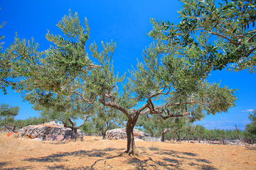 Fototapeta premium Olive tree orchard on the island of Brac, Croatia
