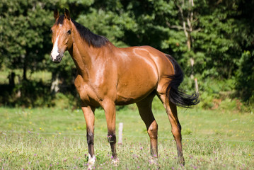 trotteur au pr&eacute;